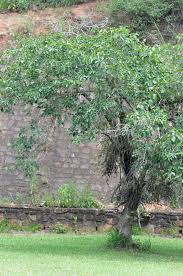 Image result for Ficus sur