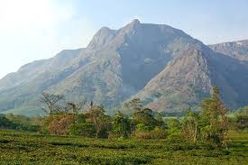 Image result for Alloeochaete oreogena