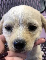 Animal Id T39579451 R Nspecies Tdog R Nbreed Tretriever Labrador Mix R Nage T2 Months 2 Days R Ngender Tfemale R Nsize Tsma Animal Activist Dogs Animals