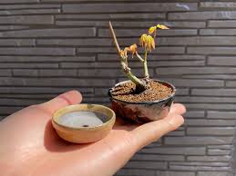 ミニ 盆栽 もみじ