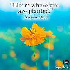 When i was in college, i had a poster above my bed with a bright yellow flower that said, bloom where you're planted. i always found that flower reassuring, and throughout my career, i often thought about those simple words of advice. Inspo Quotes Inspoquotes2 Twitter