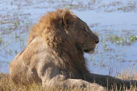 Carnivores don't deserve to be the best. Is An African Safari On Your Bucket List Blog The Globe