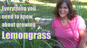 The beans are long and straight. Lemongrass Everything You Need To Know About Growing Harvesting Propagation Youtube