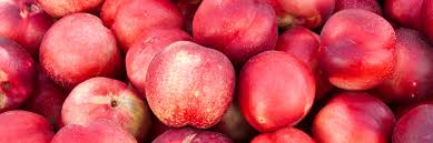 Nectarine Blanche Aprifel