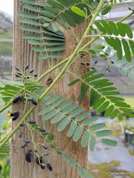Image result for Sesbania pachycarpa