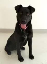 Petdetail Petfinder Black Lab Mix Australian Cattle Dog Blue Heeler Heeler Mix