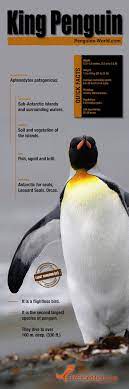 King Penguin Copia King Penguin Penguin Facts Penguins