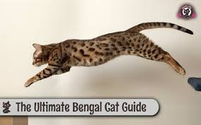 They are both bengals and will act as such, minus a few factors, such. The Ultimate Bengal Cat Guide Characteristics Health Temperament Personality Sweetie Kitty 2021