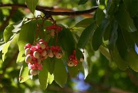 Image result for Ochna pulchra