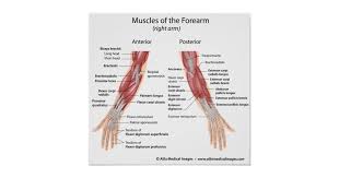 Human anatomy for muscle, reproductive, and skeleton. Muscles Of Forearm Anterior And Posterior View Poster Zazzle Com
