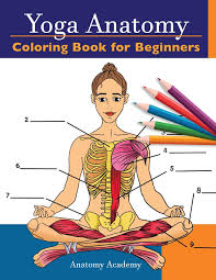 Coloring anatomical features as you learn about them will solidify learning and aid in remembering their location and function. Yoga Anatomy Coloring Book For Beginners 50 Incredibly Detailed Self Test Beginner Yoga Poses Color Workbook Perfect Gift For Yoga Instructors Teachers Enthusiasts Amazon De Academy Anatomy Fremdsprachige Bucher