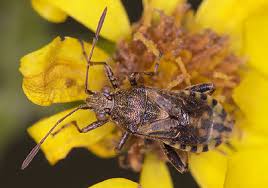 Image result for Adenodolichos punctatus