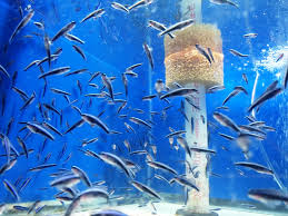 Middle tn's most complete aquatic, pond & reptile facility. Sustainable Aquatics