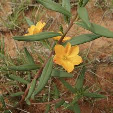 Image result for Talinum tenuissimum