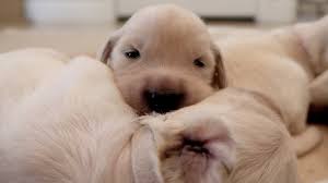They are unable to open their eyes. Golden Retriever Puppies Open Their Eyes For The First Time Youtube
