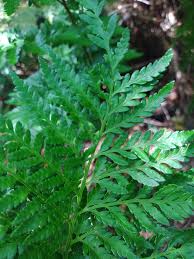 Image result for Rumohra adiantiformis