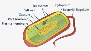 Check spelling or type a new query. Animal Cell Diagram Without Labels Animal Cell Diagram Numbered Hd Png Download Kindpng