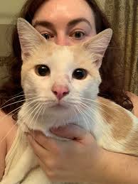 Two deceased cats found in Colorado Springs