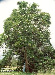 Mar 30, 2021 · if you're looking for small trees, consider the redbud. Invasive Exotic Plant Species List