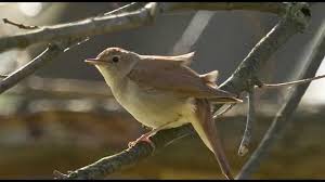 Bird Sounds Birds Singing Mp3 Download A Nightingale S Song 1 Hour Of Beautiful Birdsong Animal Sounds Nature Sounds Songs