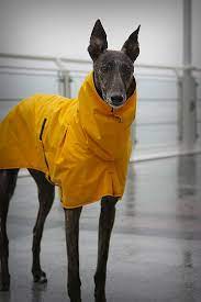 Untitled Dog Coats Greyhound Dog Clothes