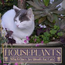 I know you care about your cat's safety so watch this video! A Z List Of Houseplants That Are Poisonous To Your Cats Pethelpful