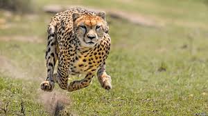 Chasing cheetahs gives young readers a firsthand account of the efforts by the cheetah * bishop's stunning cheetah photographs will draw readers into this appealing and balanced picture of a the strategies they are using are clearly explained and demonstrated in the book which shows the power. Why The Cheetah Is A Champion Sprinter Bbc News