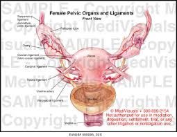 See ligaments of the female pelvis below. Female Pelvic Organs And Ligaments Medical Illustration Medivisuals