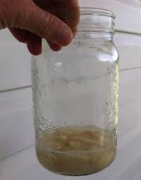 Toss some garlic cloves around your camp. Mosquito Jar Repellent Mosquitos Won T Battle With You With This Mixture In A Jar The Thrifty Couple