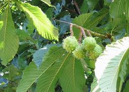 Chestnut trees produce more fruit when they are subjected to lower. The Horse Chestnut Tree And Conkers Facts And Uses Owlcation