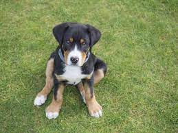 Am 23.7.2021 sind sie geboren. Grosser Schweizer Sennenhund Charakter Haltung Pflege Zooplus