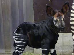 This.net implementation of okapi is no longer actively developed. Horch Mal Kleines Okapi Aus Frankfurt Frankfurt