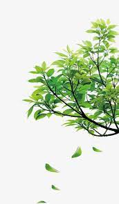 Natural Green Leaves Photoshop Landscape Watercolor Leaves Photoshop Pics