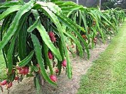 Seeds & bulbs └ plants, seeds & bulbs └ yard, garden & outdoor living products └ home & garden all categories food & drinks antiques art baby books, magazines business cameras cars, bikes, boats clothing, shoes & accessories coins. Amazon Com Edgar S Baby Dragon Fruit Plant Hylocereus Undatus Live Starter Plant Tree Garden Outdoor