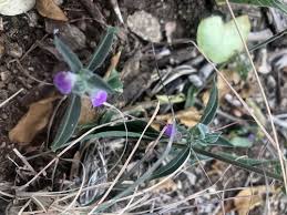 Image result for Meiosperma