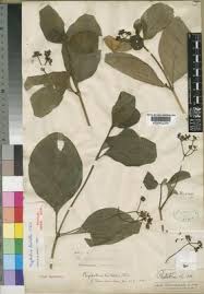 Image result for Psychotria kirkii