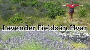In Search Of Lavender Fields Hvar Croatia Youtube