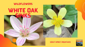Leaves have oblong to lancelike leaflets with toothed margins. White Oak Sinks Rainbow Cave Falls Spring Wildflowers Great Smoky Mountains Youtube
