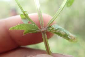 Image result for Canscora alata