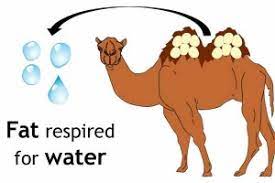 Camels typically live in the desert, where food sources can be hard to come by. The Camel Is The Desert Ship And Some Features Of Adaptation In It Science Online