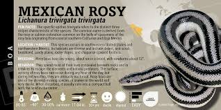 Image result for Loxodera bovonei