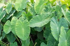Jumbo the elephant was an african elephant, born in 1861 in the french sudan. Elephant Ear Division Tips For Dividing Elephant Ear Bulbs In The Garden