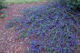 Maybe you would like to learn more about one of these? Ceanothus At Portland Nursery And Garden Center