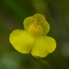 Image result for Utricularia arenaria