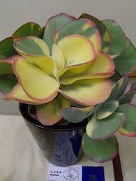 100 Online Free Detox Guide E Course Succulents Rare Succulents Plants
