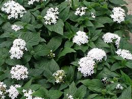 Image result for Pentas lanceolata