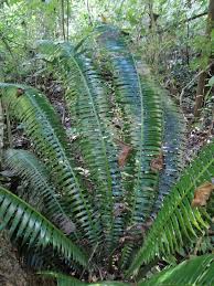 Image result for Monadenium spinulosum