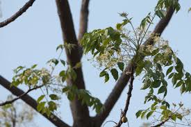 Image result for Meliaceae