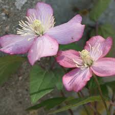 Die blüte ist apart und klein in einem besonders kräftigen rosa. Clematis Montana Van Gogh