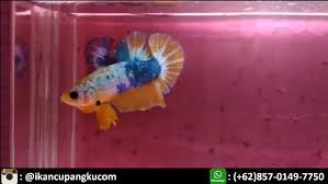 Ikan cupang fancy merupakan ikan cupang yang berasal dari thailand. Foto Cupang Fancy Ikan Cupang Ikan